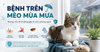 Các bệnh trên mèo mùa mưa thường gặp và cách phòng ngừa