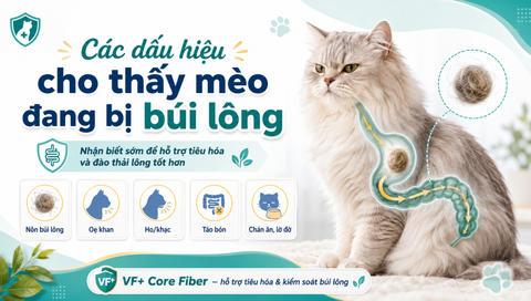 Các dấu hiệu cho thấy mèo đang bị búi lông