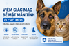 Viêm giác mạc bề mặt mãn tính ở chó mèo: Dấu hiệu, nguyên nhân và cách điều trị