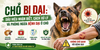 Chó bị dại: Dấu hiệu nhận biết, cách xử lý và phòng ngừa bệnh dại ở chó