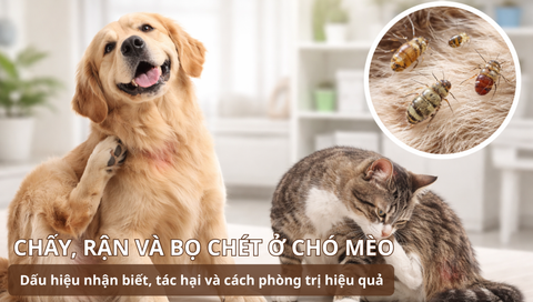 Chấy, rận và bọ chét ở chó mèo: Dấu hiệu nhận biết, tác hại và cách phòng trị hiệu quả