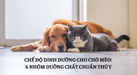Chế độ dinh dưỡng đầy đủ và cân bằng cho chó mèo: 6 nhóm dưỡng chất cốt lõi theo khoa học thú y