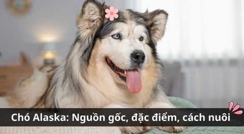 Chó Alaska: Nguồn gốc, đặc điểm, cách nuôi và bảng giá mới nhất