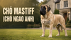 Chó Mastiff: Nguồn gốc, tính cách và cách chăm sóc Chó Ngao Anh
