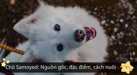 Chó Samoyed: Nguồn gốc, đặc điểm, cách nuôi và bảng giá tham khảo