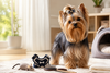 Chó Yorkshire Terrier (Yorkie): Tính cách, sức khỏe và cách nuôi
