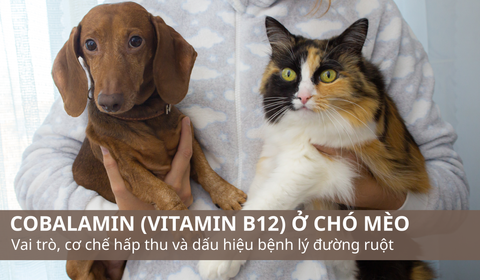 Cobalamin (Vitamin B12) ở chó mèo: Vai trò, cơ chế hấp thu và dấu hiệu bệnh lý đường ruột