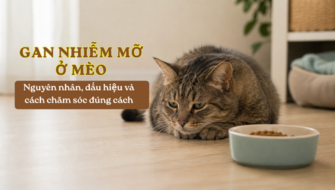 Gan nhiễm mỡ ở mèo: Nguyên nhân, dấu hiệu và cách chăm sóc đúng cách