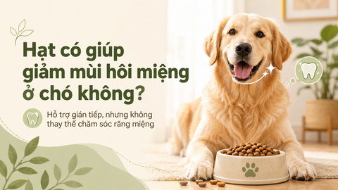 Hạt có giúp giảm mùi hôi miệng ở chó không?