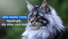 Mèo Maine Coon: Nguồn gốc, đặc điểm, cách nuôi và giá bán