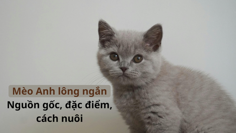 Mèo Anh lông ngắn: Nguồn gốc, đặc điểm, cách nuôi và giá bán