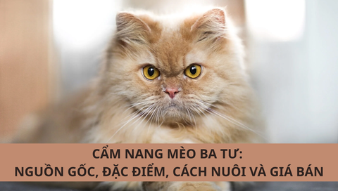 Mèo Ba Tư: Nguồn gốc, đặc điểm, cách nuôi và giá bán