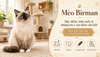 Mèo Birman: Đặc điểm, tính cách và những lưu ý sức khỏe cần biết