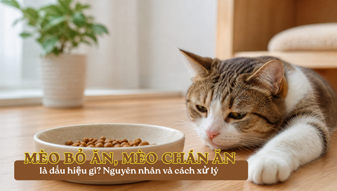 Mèo bỏ ăn, mèo chán ăn là dấu hiệu gì? Nguyên nhân và khi nào cần đưa đi thú y