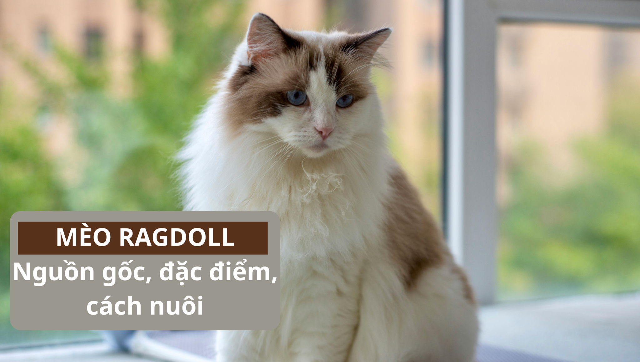 Mèo Ragdoll: Nguồn gốc, đặc điểm, cách nuôi và bảng giá - SITTOPETS