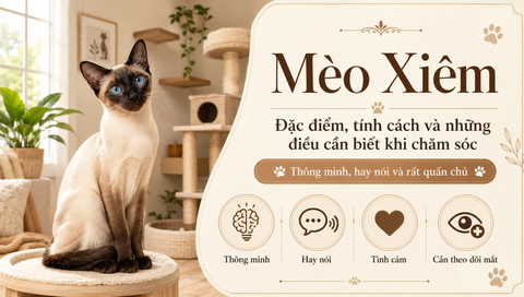 Mèo Xiêm Siamese: Đặc điểm, tính cách và những điều cần biết khi chăm sóc