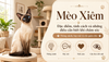 Mèo Xiêm Siamese: Đặc điểm, tính cách và những điều cần biết khi chăm sóc