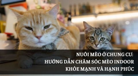 Nuôi mèo ở chung cư: Hướng dẫn chăm mèo indoor đúng cách