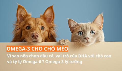 Omega-3 cho chó mèo: Vì sao nên chọn dầu cá, vai trò của DHA với chó con và tỷ lệ Omega-6 : Omega-3 lý tưởng