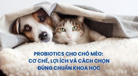 Probiotics cho chó mèo: Cơ chế, lợi ích và cách chọn đúng chuẩn khoa học