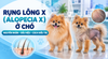 RỤNG LÔNG X (ALOPECIA X) Ở CHÓ: NGUYÊN NHÂN, DẤU HIỆU VÀ CÁCH ĐIỀU TRỊ