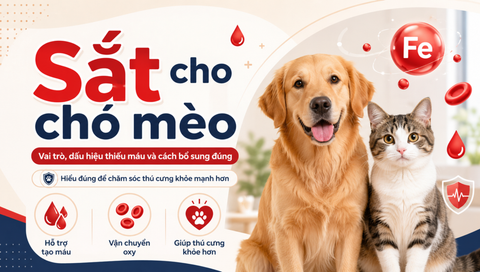 Sắt cho chó mèo: Vai trò, dấu hiệu thiếu máu và cách bổ sung đúng