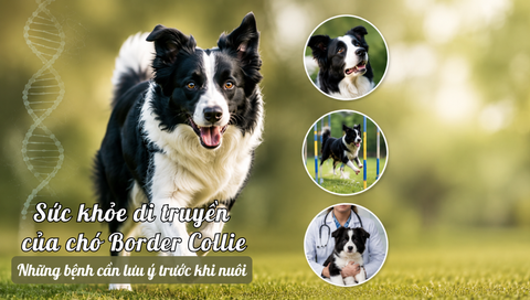 Sức khỏe di truyền của chó Border Collie: Những bệnh cần lưu ý trước khi nuôi