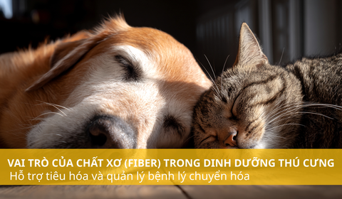 Vai trò của chất xơ (Fiber) trong dinh dưỡng thú cưng: Hỗ trợ tiêu hóa và quản lý bệnh lý chuyển hóa