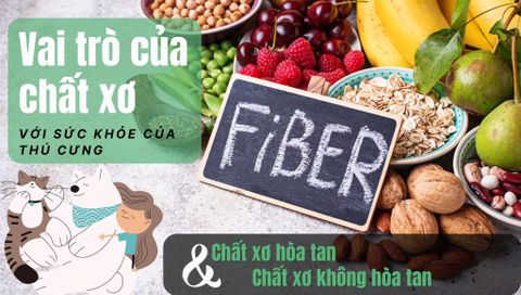 Chất xơ là gì? Vai trò của chất xơ đối với sức khỏe của thú cưng