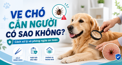 Ve chó cắn người có sao không? Cách xử lý và phòng ngừa an toàn