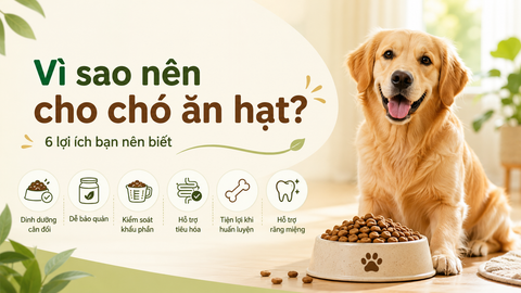 Vì sao nên cho chó ăn hạt? 6 lợi ích bạn nên biết