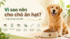 Vì sao nên cho chó ăn hạt? 6 lợi ích bạn nên biết