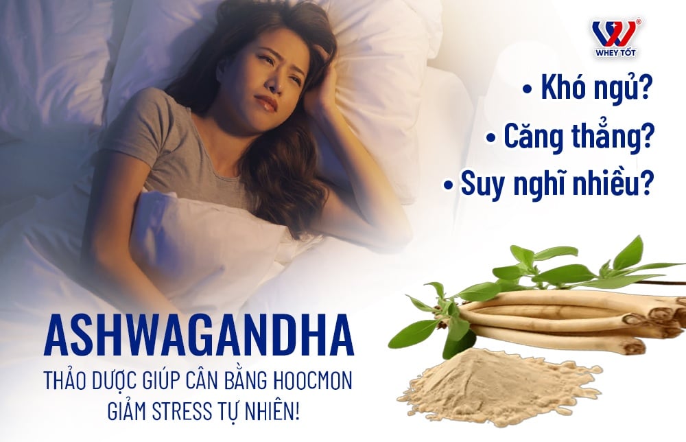 10 tác dụng của ashwagandha đã được khoa học chứng minh