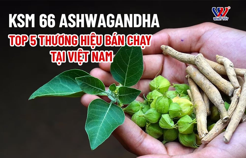 Giá ashwagandha mới nhất top 5 thương hiệu bán chạy tại Việt Nam