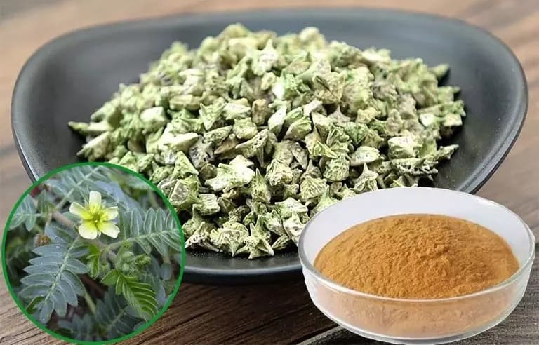 Bạch tật lê bổ thận tráng dương, hỗ trợ sinh lực phái mạnh