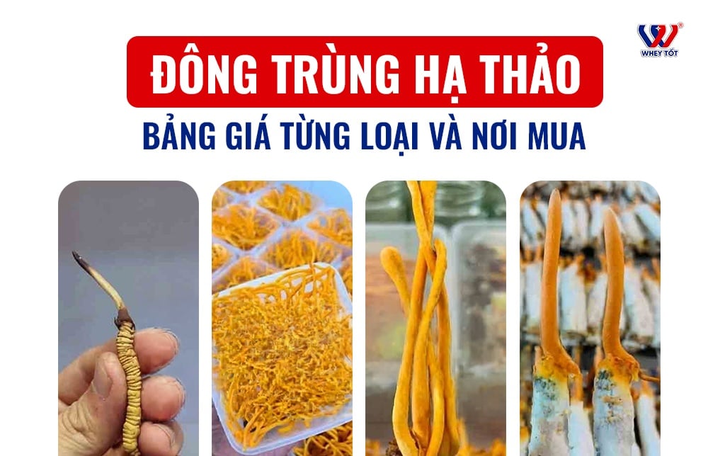 Giá đông trùng hạ thảo bao nhiêu 1kg? Bảng giá từng loại và nơi mua