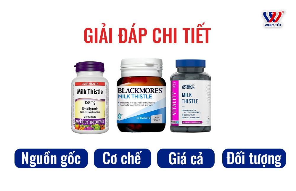 Milk Thistle Bổ Gan Có Tốt Không - Chuyên Gia Giải Đáp Chi Tiết