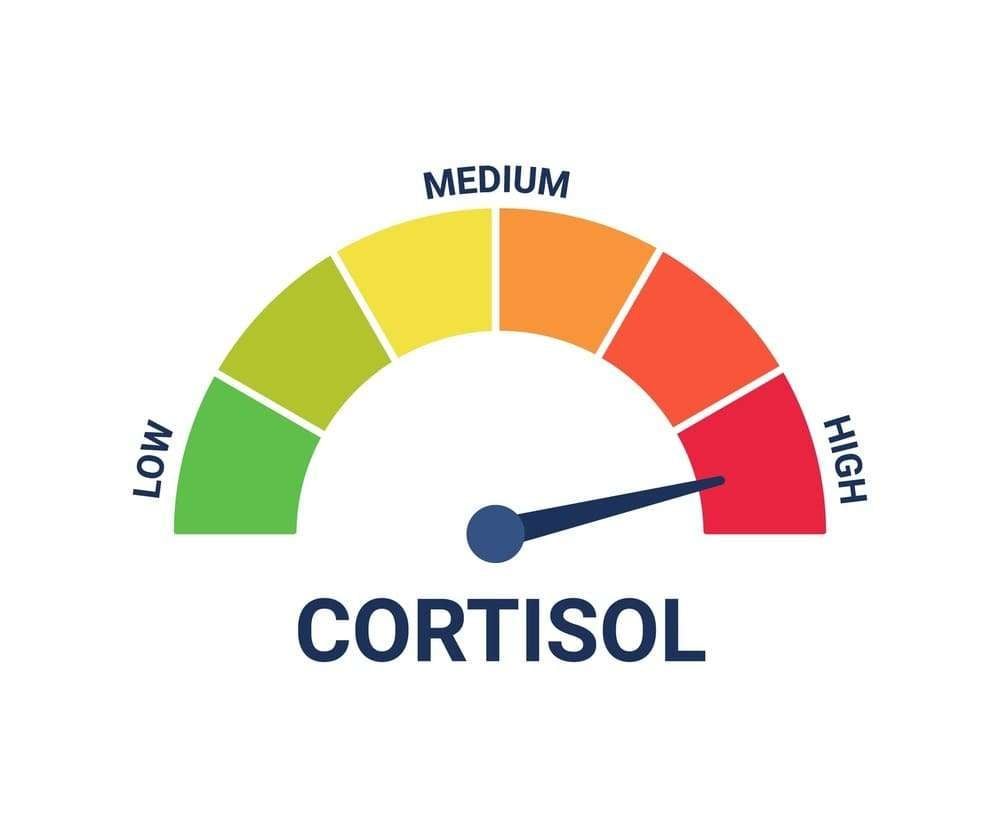 Vai trò của hormone stress - cortisol trong việc giảm mỡ