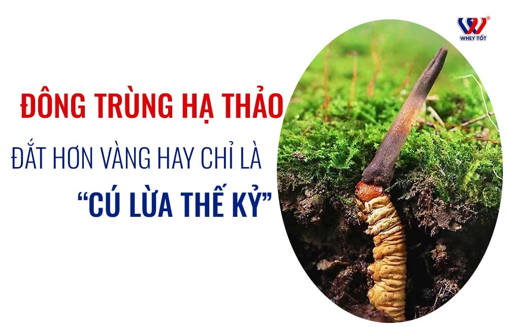 Đông trùng hạ thảo là gì? Vì sao nửa con nửa cây lại quý hơn vàng