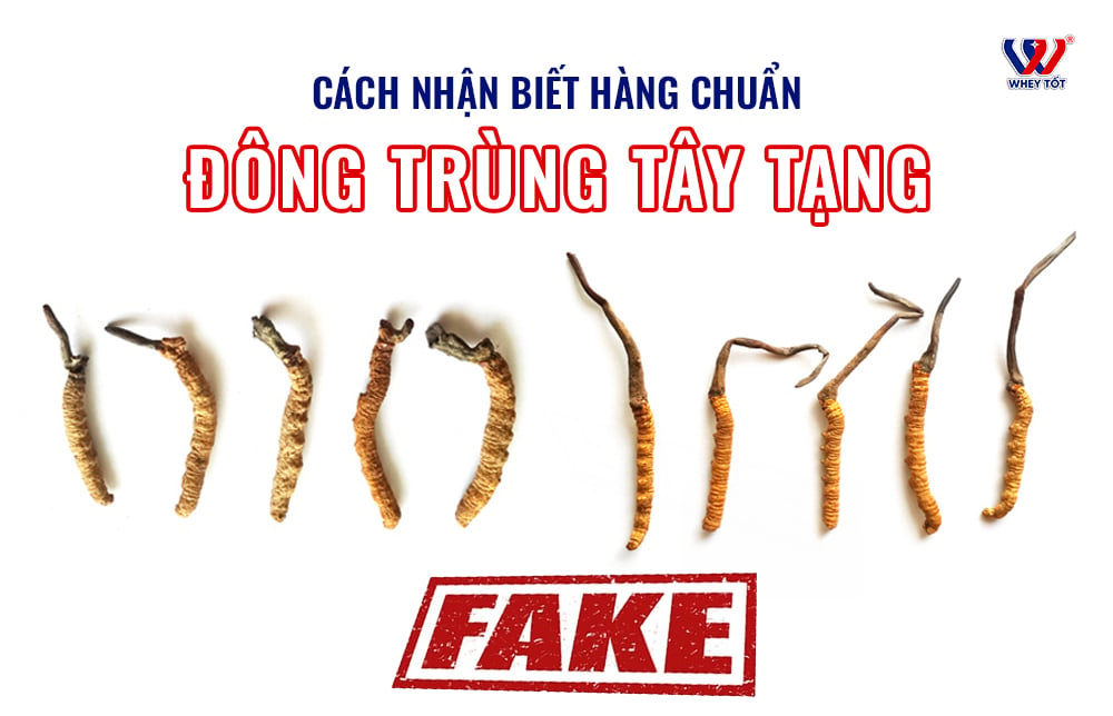 Đông trùng hạ thảo Tây Tạng đắt hơn vàng? Cách nhận biết hàng chuẩn