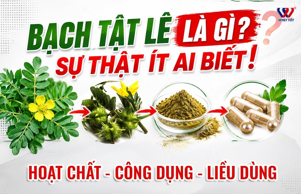 Tribulus terrestris là gì? Cách đọc hàm lượng saponin và chọn mua