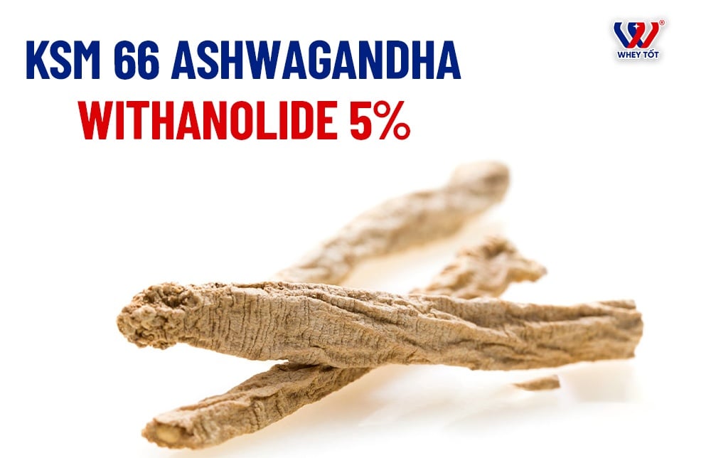 KSM 66 ashwagandha là gì tiêu chuẩn vàng withanolide 5%