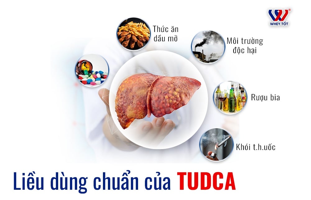 TUDCA 500mg, liều chuẩn lâm sàng và cách chia liều theo ngày