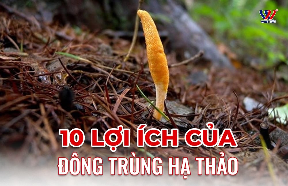 Đông trùng hạ thảo có tác dụng gì? 10 lợi ích được nghiên cứu ghi nhận