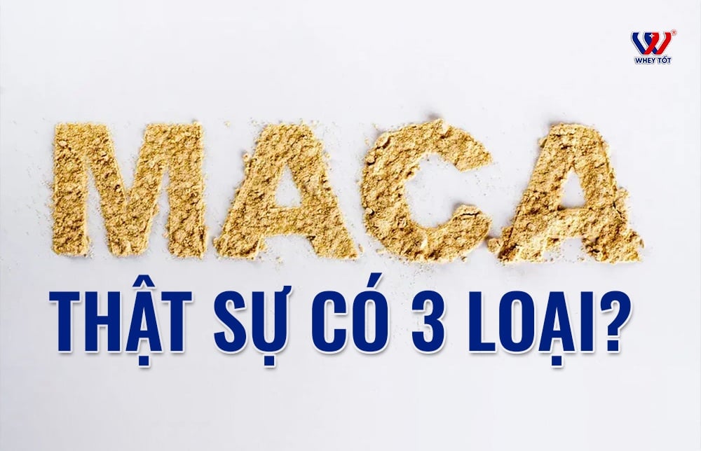 Black maca là gì? So sánh maca đen, đỏ, vàng và cách chọn đúng loại