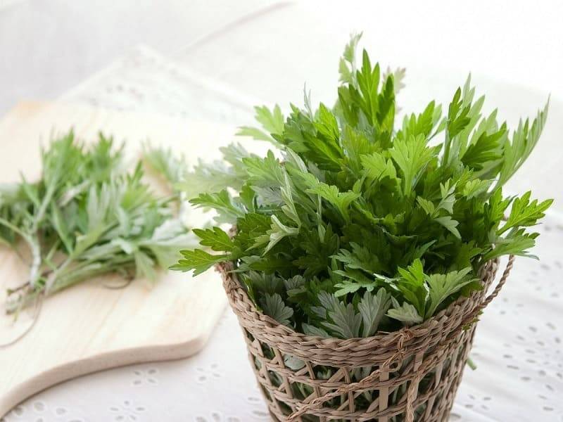 Ngải cứu có tác dụng gì? 10 công dụng sức khỏe nổi bật