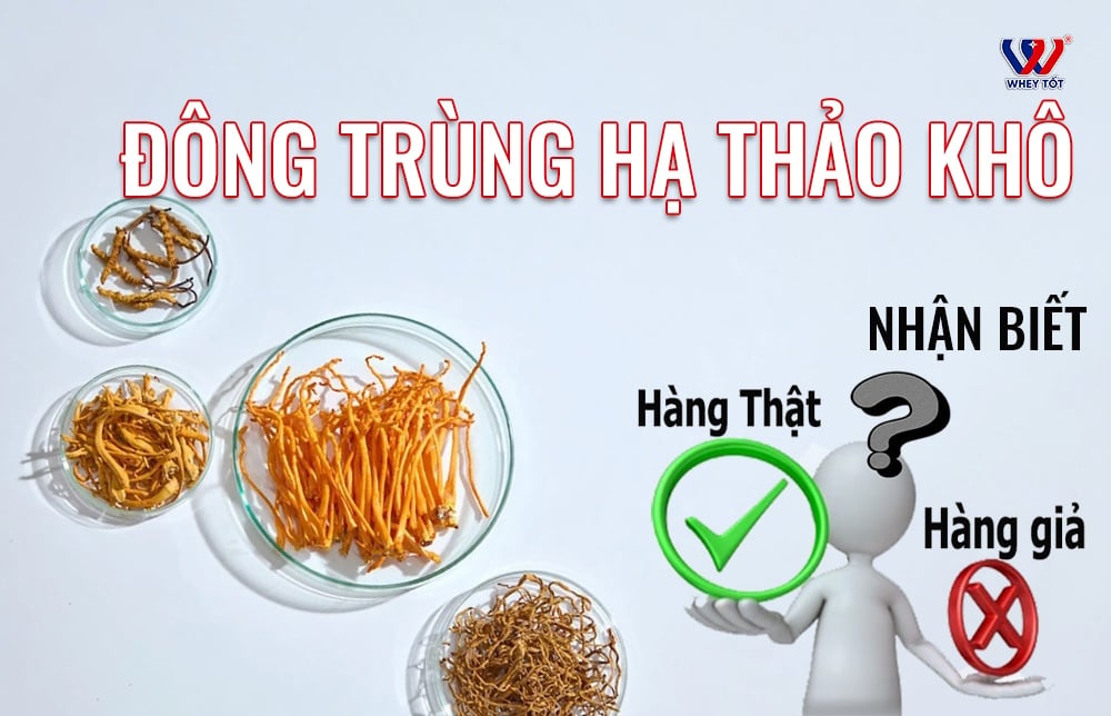 Đông trùng hạ thảo khô: cách dùng, giá bán và mẹo nhận biết sợi chuẩn