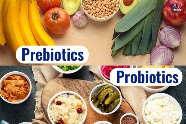 Probiotic là gì và khác prebiotic ở điểm nào