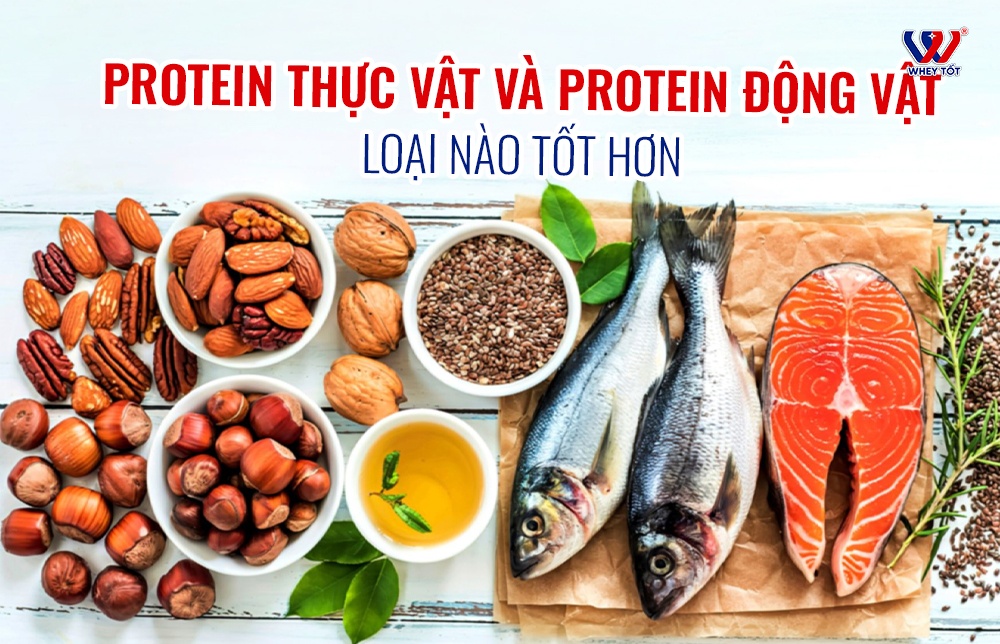 Protein động vật và protein thực vật loại nào tốt hơn