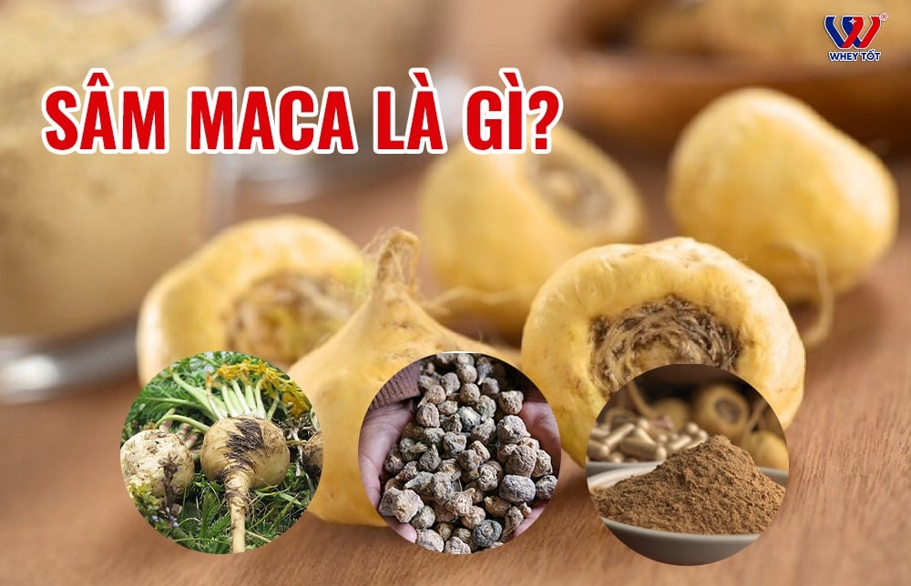 Sâm maca là gì? Cách phân biệt với hạt mắc ca